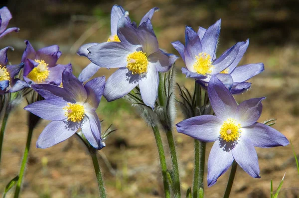 Spring Landscape Flowers Growing Wild Spring Flower Pulsatilla Common Names — Stock Photo, Image