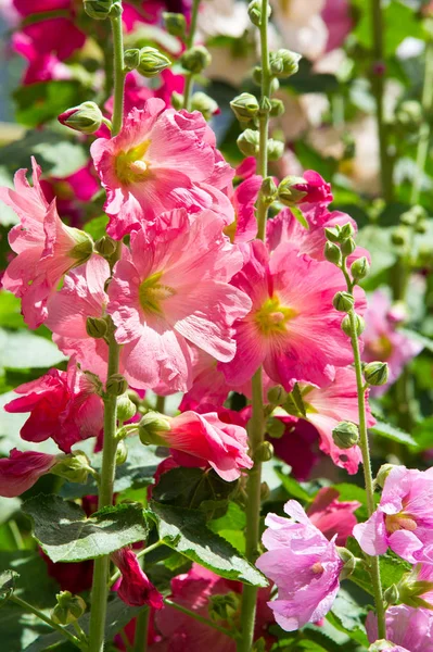 Mallow Flowers Herbaceous Plant Hairy Stems Pink Purple Flowers Disk — Stock Photo, Image