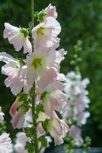 Ebegümeci çiçekler. kıllı kaynaklanıyor, pembe ya da mor çiçekler ve disk şeklinde meyve otsu bir bitki. Birkaç tür süsbitkileri yetiştirilen ve bazı yemeklik.