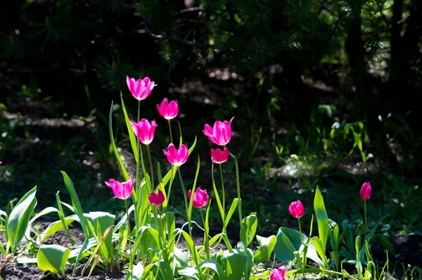 Tulip Eurasian North African Genus Herbaceous Perennial Bulbous Spring Flowering — Stock Photo, Image