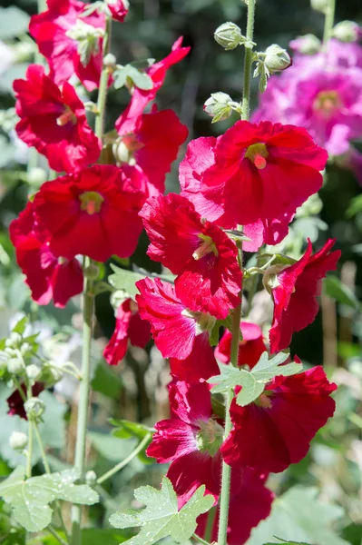 Fiori Malva Una Pianta Erbacea Con Fusti Pelosi Fiori Rosa — Foto Stock