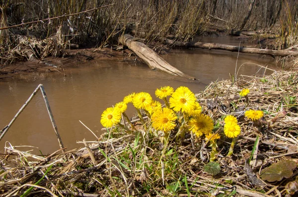 Coltsfoot bilinen Tussilago farfara bitki papatya ailesindeki groundsel kabile bir bitkidir
