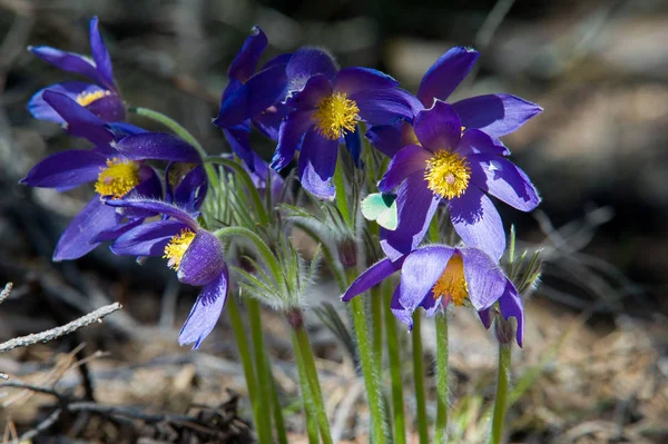 Bahar manzara. Çiçekleri içinde belgili tanımlık vahşi. Bahar çiçek Pulsatilla. Pasque çiçek ya da pasqueflower, Rüzgar çiçek, çayır bitkisi, Paskalya çiçek ve çayır anemone ortak adları dahil. 