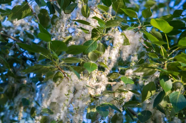 Yaz manzara. Kavak kabartmak. Kavak kabartmak alerji için sorumlu değil, yaz kavak kabartmak ile başlar. Sihirli kavak. Gizemli kavak kabartmak