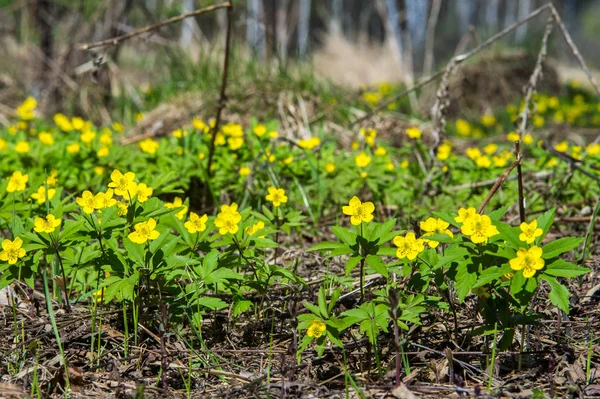 Anemone Sárga Erdei Virág Nemzetség Mintegy 200 Faj Buttercup Család — Stock Fotó