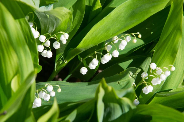 Foto Flores Floresta Pulseiras Lily Vale — Fotografia de Stock