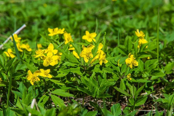 Anemone Sárga Erdei Virág Nemzetség Mintegy 200 Faj Buttercup Család — Stock Fotó