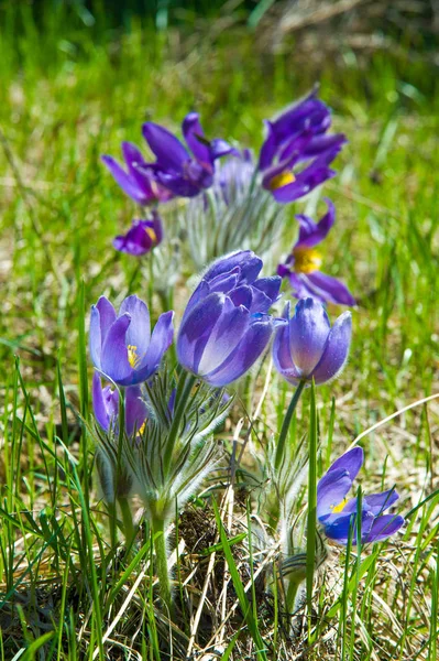 Bahar manzara. Çiçekleri içinde belgili tanımlık vahşi. Bahar çiçek Pulsatilla. Pasque çiçek ya da pasqueflower, Rüzgar çiçek, çayır bitkisi, Paskalya çiçek ve çayır anemone ortak adları dahil. 