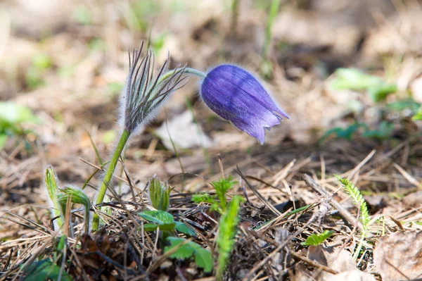 Spring landscape. Flowers growing in the wild. Spring flower Pulsatilla. Common names include pasque flower or pasqueflower, wind flower, prairie crocus, Easter flower, and meadow anemone.