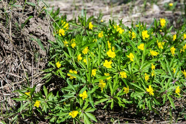 Anemone Sárga Erdei Virág Nemzetség Mintegy 200 Faj Buttercup Család — Stock Fotó