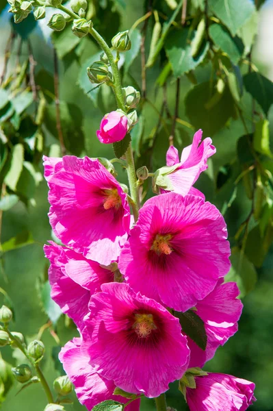 Fleurs Mauve Une Plante Herbacée Aux Tiges Poilues Aux Fleurs — Photo