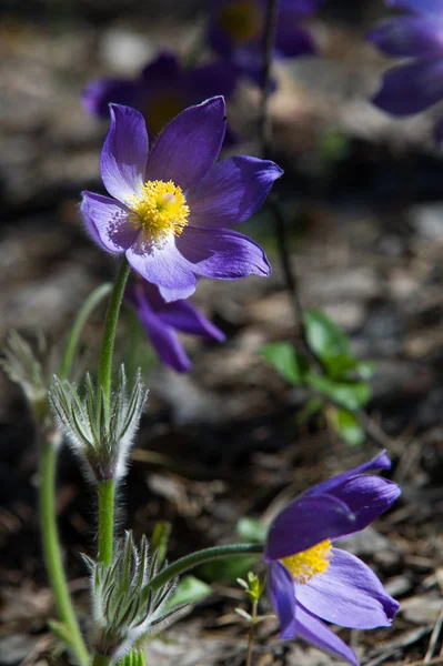 Spring Landscape Flowers Growing Wild Spring Flower Pulsatilla Common Names — Stock Photo, Image