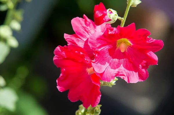 Fiori Malva Una Pianta Erbacea Con Fusti Pelosi Fiori Rosa — Foto Stock