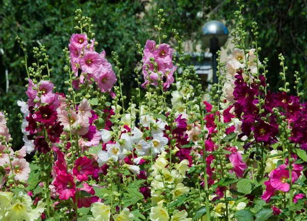 Нежные Цветы Травянистое Растение Волосатыми Стеблями Розовыми Фиолетовыми Цветами Плодами — стоковое фото