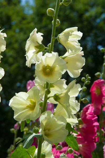 Ebegümeci çiçekler. kıllı kaynaklanıyor, pembe ya da mor çiçekler ve disk şeklinde meyve otsu bir bitki. Birkaç tür süsbitkileri yetiştirilen ve bazı yemeklik.