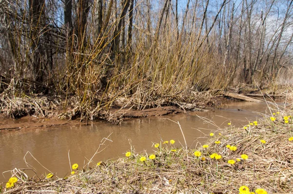 Tussilago Farfara フキタンポポ 通称デイジー ノボロギクと族の植物であります — ストック写真