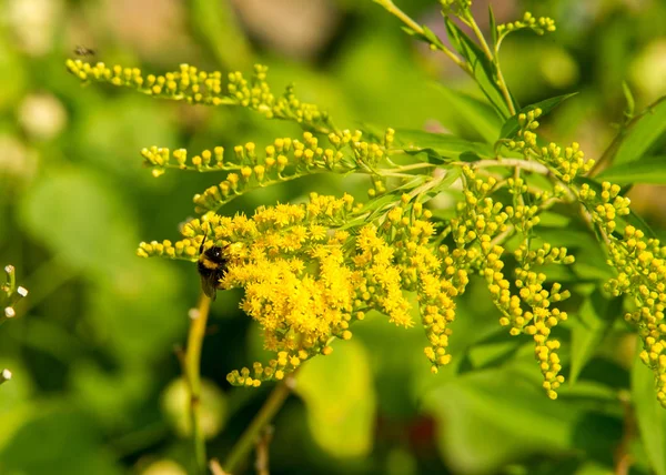 Solidago Powszechnie Nazywane Goldenrods Jest Gatunków Roślin Rodziny Astry Asteraceae — Zdjęcie stockowe