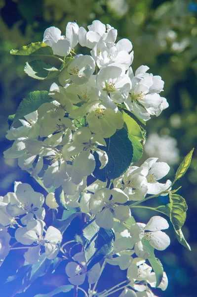 Photos Spring Landscape Blossoming Apple Trees — Stock Photo, Image