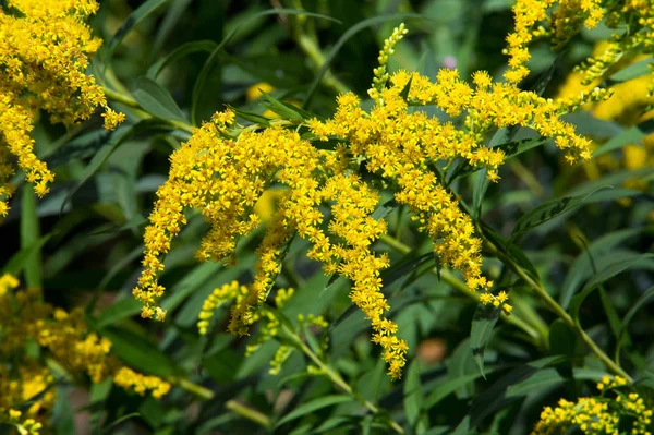 アキノキリンソウ Goldenrods 通称はアスター キク科の家族の植物の種の属です それらのほとんどが開いている場所は 多年生の草本の種 — ストック写真