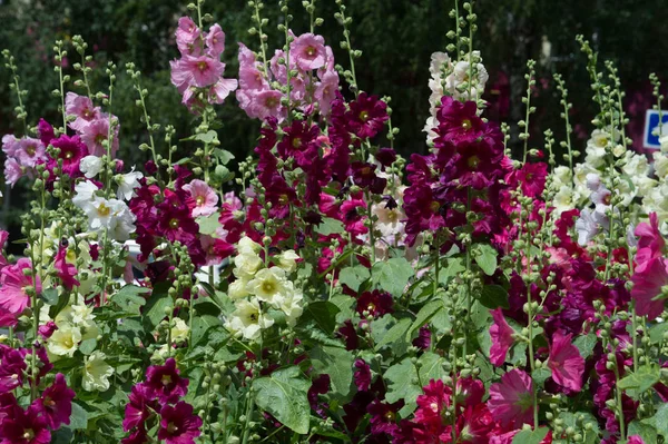 Άνθη Μολόχας Ένα Ποώδες Φυτό Τριχωτούς Μίσχους Ροζ Μοβ Άνθη — Φωτογραφία Αρχείου