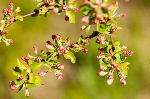 Brotes Árbol Frutal Sin Soplar Flores Rojas Flor Manzana —  Fotos de Stock