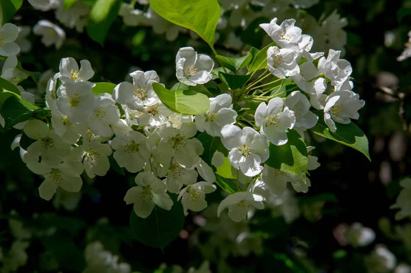 Fotos Del Paisaje Primavera Manzanos Flor —  Fotos de Stock