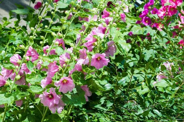 Mallow flowers. a herbaceous plant with hairy stems, pink or purple flowers, and disk-shaped fruit. Several kinds are grown as ornamentals, and some are edible.