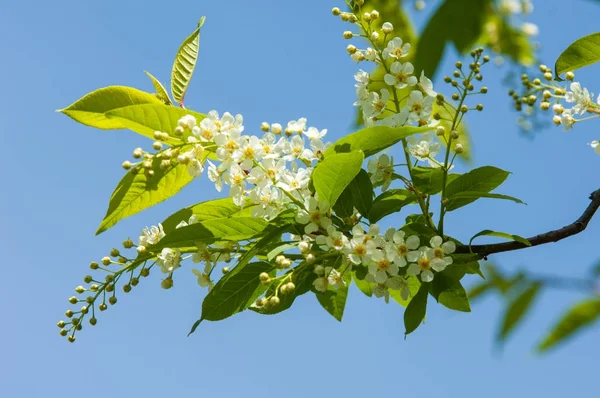 Spring Greeting Card Blossom Bird Cherry Close Turtle Branch Brightly — Stock Photo, Image