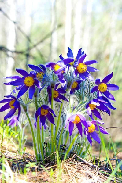 Spring landscape. Flowers growing in the wild. Spring flower Pulsatilla. Common names include pasque flower or pasqueflower, wind flower, prairie crocus, Easter flower, and meadow anemone.