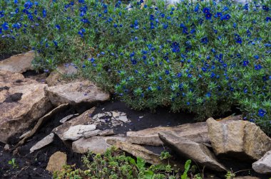 Anagallis cinsidir yaklaşık 20-25 tür çiçekli bitki ailesindeki Primulaceae, Kızıl Farekulağı'Farekulağı ' ve belki de en iyi bilinen yaygın olarak adlandırılan.