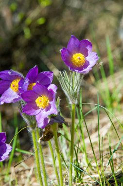 Bahar manzara. Çiçekleri içinde belgili tanımlık vahşi. Bahar çiçek Pulsatilla. Pasque çiçek ya da pasqueflower, Rüzgar çiçek, çayır bitkisi, Paskalya çiçek ve çayır anemone ortak adları dahil. 