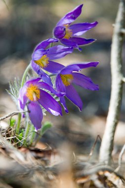 Bahar manzara. Çiçekleri içinde belgili tanımlık vahşi. Bahar çiçek Pulsatilla. Pasque çiçek ya da pasqueflower, Rüzgar çiçek, çayır bitkisi, Paskalya çiçek ve çayır anemone ortak adları dahil. 