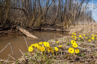 Coltsfoot bilinen Tussilago farfara bitki papatya ailesindeki groundsel kabile bir bitkidir