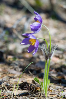 Bahar manzara. Çiçekleri içinde belgili tanımlık vahşi. Bahar çiçek Pulsatilla. Pasque çiçek ya da pasqueflower, Rüzgar çiçek, çayır bitkisi, Paskalya çiçek ve çayır anemone ortak adları dahil. 