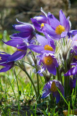 Bahar manzara. Çiçekleri içinde belgili tanımlık vahşi. Bahar çiçek Pulsatilla. Pasque çiçek ya da pasqueflower, Rüzgar çiçek, çayır bitkisi, Paskalya çiçek ve çayır anemone ortak adları dahil. 