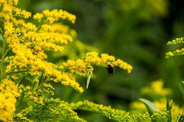 Solidago, goldenrods, yaygın olarak adlandırılan bir tür Aster, bitki ailesindeki çiçekli bitki cinsidir. Bunların çoğu çok yıllık otsu türler açık yerlerde bulundu