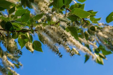 Yaz manzara. Kavak kabartmak. Kavak kabartmak alerji için sorumlu değil, yaz kavak kabartmak ile başlar. Sihirli kavak. Gizemli kavak kabartmak
