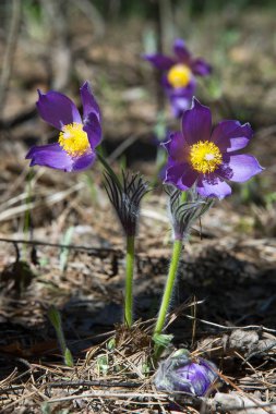 Bahar manzara. Çiçekleri içinde belgili tanımlık vahşi. Bahar çiçek Pulsatilla. Pasque çiçek ya da pasqueflower, Rüzgar çiçek, çayır bitkisi, Paskalya çiçek ve çayır anemone ortak adları dahil. 