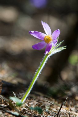 Bahar manzara. Çiçekleri içinde belgili tanımlık vahşi. Bahar çiçek Pulsatilla. Pasque çiçek ya da pasqueflower, Rüzgar çiçek, çayır bitkisi, Paskalya çiçek ve çayır anemone ortak adları dahil. 