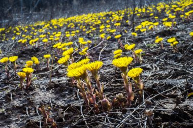 Coltsfoot bilinen Tussilago farfara bitki papatya ailesindeki groundsel kabile bir bitkidir