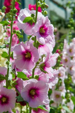 Ebegümeci çiçekler. kıllı kaynaklanıyor, pembe ya da mor çiçekler ve disk şeklinde meyve otsu bir bitki. Birkaç tür süsbitkileri yetiştirilen ve bazı yemeklik.