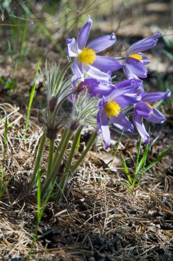 Bahar manzara. Çiçekleri içinde belgili tanımlık vahşi. Bahar çiçek Pulsatilla. Pasque çiçek ya da pasqueflower, Rüzgar çiçek, çayır bitkisi, Paskalya çiçek ve çayır anemone ortak adları dahil. 