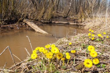 Coltsfoot bilinen Tussilago farfara bitki papatya ailesindeki groundsel kabile bir bitkidir