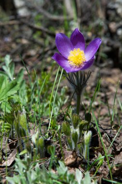 Bahar manzara. Çiçekleri içinde belgili tanımlık vahşi. Bahar çiçek Pulsatilla. Pasque çiçek ya da pasqueflower, Rüzgar çiçek, çayır bitkisi, Paskalya çiçek ve çayır anemone ortak adları dahil. 