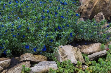 Anagallis cinsidir yaklaşık 20-25 tür çiçekli bitki ailesindeki Primulaceae, Kızıl Farekulağı'Farekulağı ' ve belki de en iyi bilinen yaygın olarak adlandırılan.
