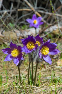 Bahar manzara. Çiçekleri içinde belgili tanımlık vahşi. Bahar çiçek Pulsatilla. Pasque çiçek ya da pasqueflower, Rüzgar çiçek, çayır bitkisi, Paskalya çiçek ve çayır anemone ortak adları dahil. 