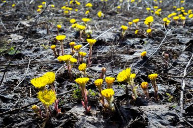 Coltsfoot bilinen Tussilago farfara bitki papatya ailesindeki groundsel kabile bir bitkidir