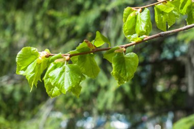 Arka plan resmi, bahar peyzaj, ağaçlar ilk yaprak dokusu