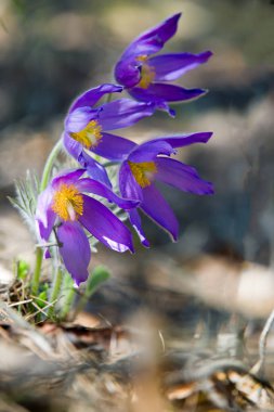 Bahar manzara. Çiçekleri içinde belgili tanımlık vahşi. Bahar çiçek Pulsatilla. Pasque çiçek ya da pasqueflower, Rüzgar çiçek, çayır bitkisi, Paskalya çiçek ve çayır anemone ortak adları dahil. 