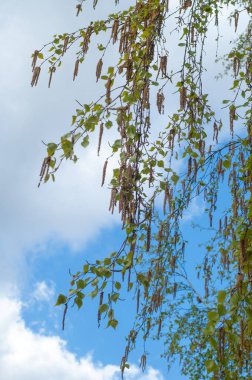 Arka plan doku, desen. Bahar manzara, ilk Genç ağaçlar yaprak